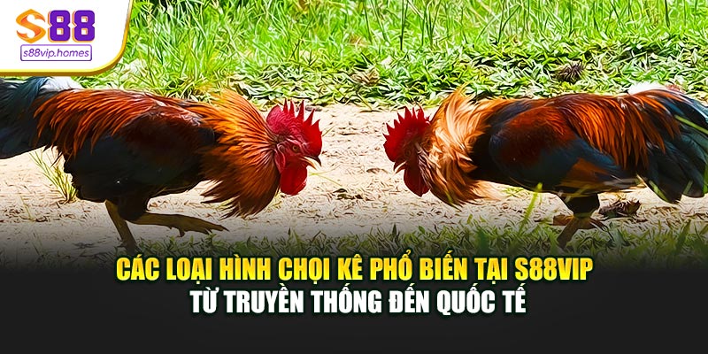 Các loại hình chọi kê phổ biến tại S88VIP từ truyền thống đến quốc tế