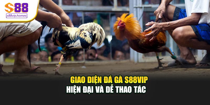 Giao diện đá gà S88VIP hiện đại và dễ thao tác