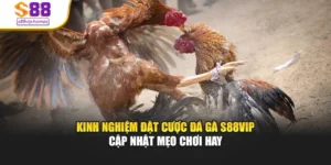 Kinh Nghiệm Đặt Cược Đá Gà S88vip - Cập Nhật Mẹo Chơi Hay