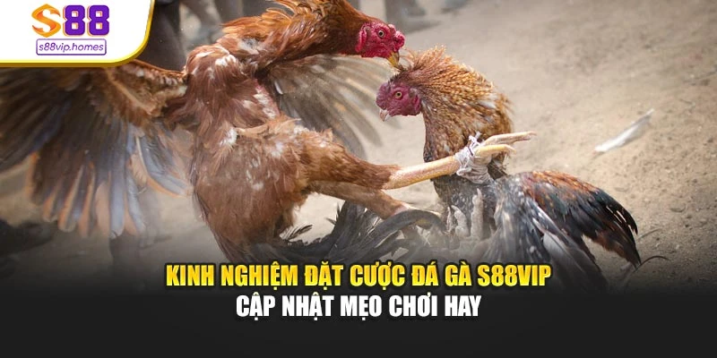 Kinh Nghiệm Đặt Cược Đá Gà S88vip - Cập Nhật Mẹo Chơi Hay