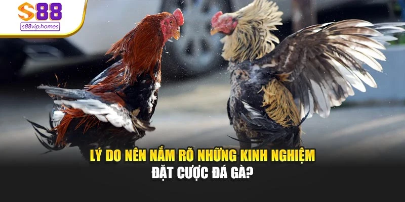 Lý do nên nắm rõ những kinh nghiệm đặt cược đá gà?