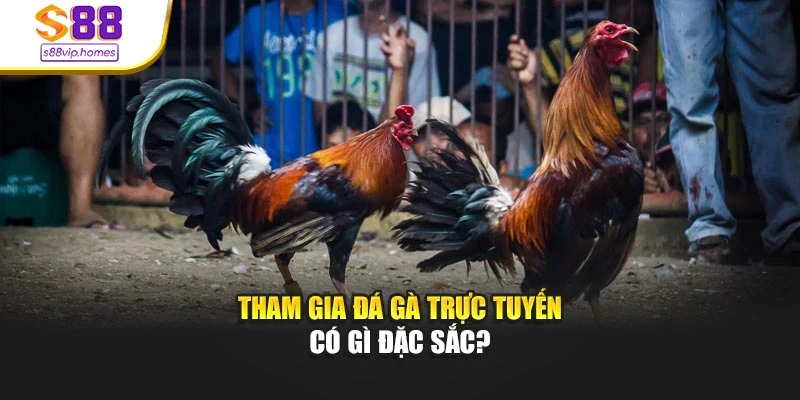Tham gia đá gà trực tuyến có gì đặc sắc?