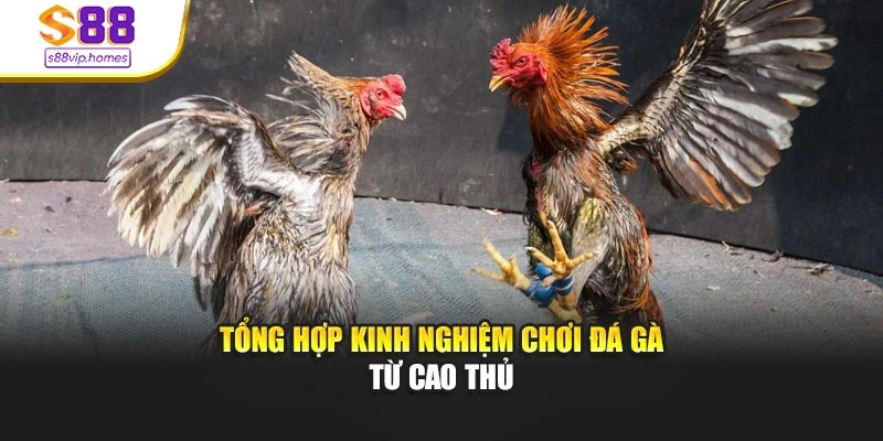 Tổng hợp kinh nghiệm chơi đá gà từ cao thủ