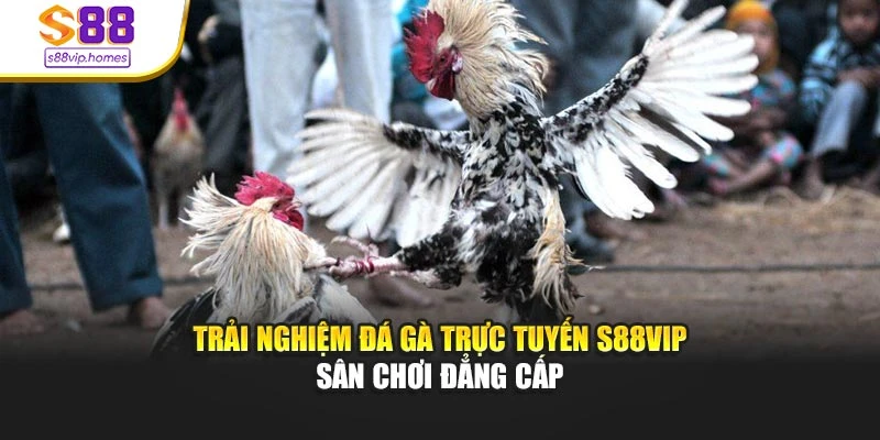 Trải Nghiệm Đá Gà Trực Tuyến S88vip - Sân Chơi Đẳng Cấp